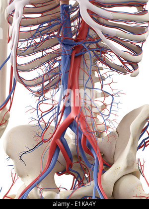 Abdominal vascular system computer artwork. Stock Photo