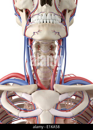 Human vascular system of the neck, computer illustration Stock Photo ...