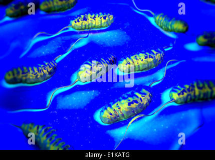 Cholera bacteria (Vibrio cholerae) computer artwork. Stock Photo