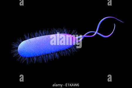 Helicobacter pylori bacterium computer artwork. Stock Photo