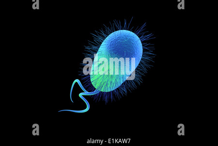 Helicobacter pylori bacterium computer artwork. Stock Photo