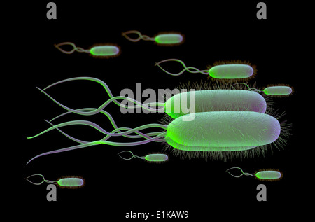 Helicobacter pylori bacteria computer artwork. Stock Photo