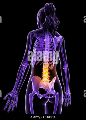 Bones Of Female Back : Bones Of Female Back : Sex Differences In The