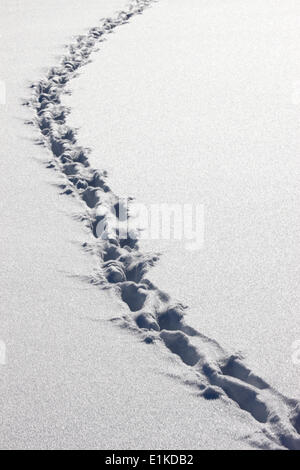 Footsteps in the snow Stock Photo