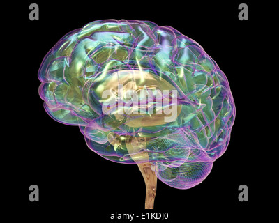 Human brain computer artwork. Stock Photo