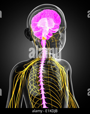 Child's central nervous system computer artwork Stock Photo