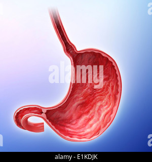 Human stomach cut-away computer artwork. Stock Photo
