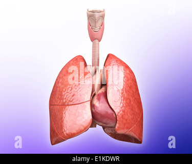Human heart and lungs computer artwork Stock Photo - Alamy