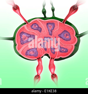 Human lymph node computer artwork. Stock Photo