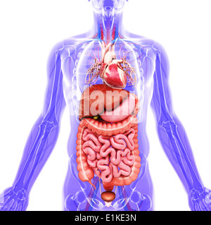 Human internal organs computer artwork Stock Photo - Alamy