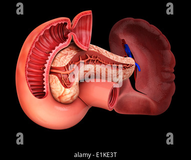 Human pancreas cut-away computer artwork. Stock Photo