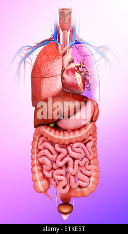 Human internal organs computer artwork Stock Photo - Alamy