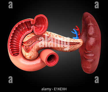 Human pancreas cut-out computer artwork. Stock Photo