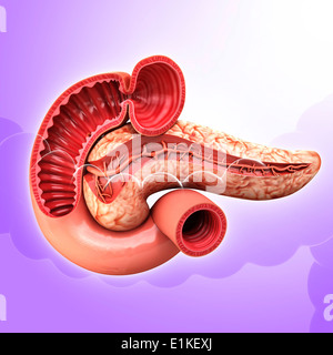 Human pancreas cut-out computer artwork. Stock Photo