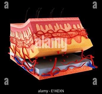 Human skin computer artwork Stock Photo - Alamy