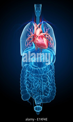 Human internal organs computer artwork. Stock Photo