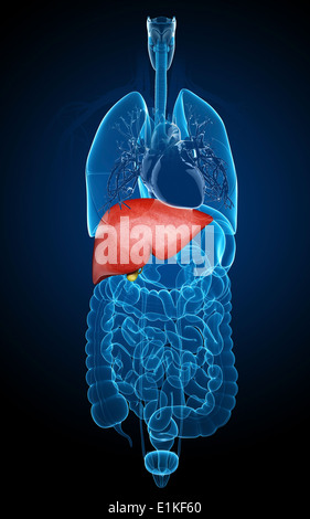 Human liver and gall bladder computer artwork. Stock Photo