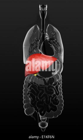 Human liver and gall bladder computer artwork Stock Photo - Alamy