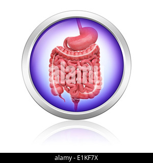 Human digestive system computer artwork. Stock Photo