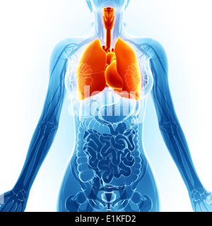 Human respiratory system computer artwork. Stock Photo