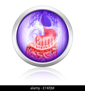 Human digestive system computer artwork. Stock Photo