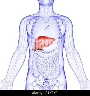 Human liver and gall bladder computer artwork Stock Photo - Alamy