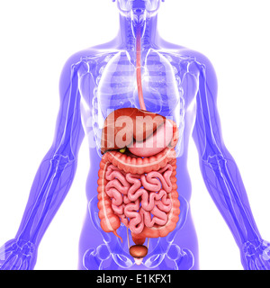 Appendix - Male anatomy of human organs - x-ray view Stock Photo - Alamy