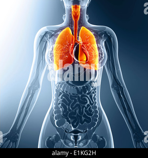 Human respiratory system computer artwork. Stock Photo