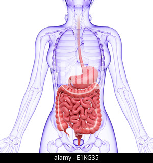 Human digestive system computer artwork. Stock Photo