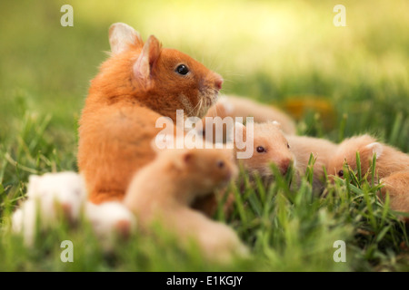 Golden or Syrian hamster (Mesocricetus auratus) with her young litter on grass.