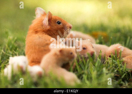 Golden or Syrian hamster (Mesocricetus auratus) with her young litter on grass. Stock Photo