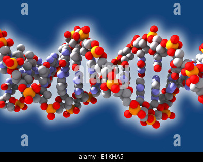 Artwork of a DNA (deoxyribonucleic acid) strand model. Stock Photo