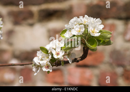 A detail of Pear tree blossom in the spring sunshine against an old red brick wall in soft focus. Stock Photo