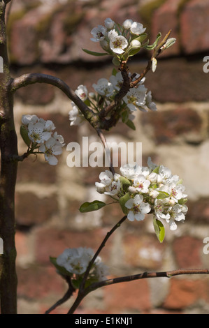 Pear tree blossom in the spring sunshine against an old red brick wall in soft focus. Stock Photo