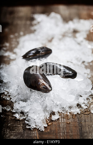 Fresh mussels ready for cooking on ice Stock Photo