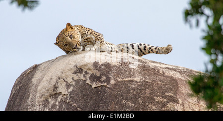 A male leopard laying stretched out on top of Leopard Rock, starting to roll, in Yala National Park, Sri Lanka, Asia Stock Photo