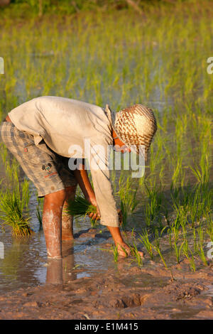 Young Boy Planting Rice in Cambodia. Stock Photo