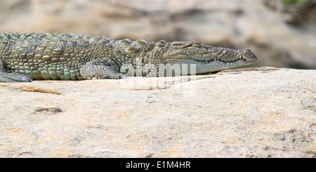 Young Saltwater Crocodile basking motionless in the sun, Yala National Park Sri Lanka Asia Stock Photo