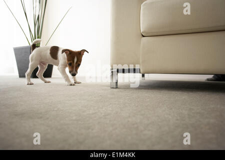 Jack Russell Terrier on Carpet, Low Angle View Stock Photo