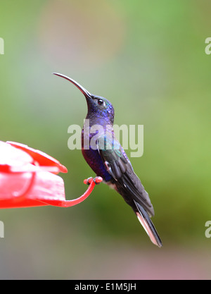 A male Violet Sabrewing (Campylopterus hemileucurus) hummingbird at a feeder. Its iridescent feathers appear blue or violet.