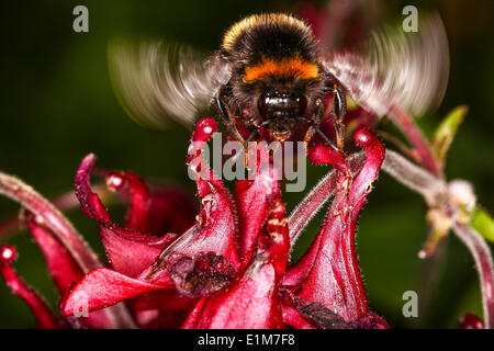 Bumble bee pollinating an  aquilegia flower Stock Photo