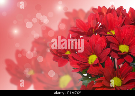 beautiful blooming chrysanthemum on a blurred background Stock Photo
