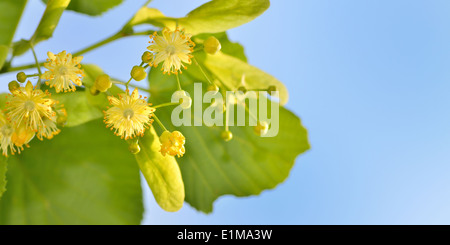 Branch of lime flowers in garden on sky background, close up Stock Photo