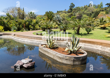 Pond with palm trees in botanical garden Madeira Stock Photo