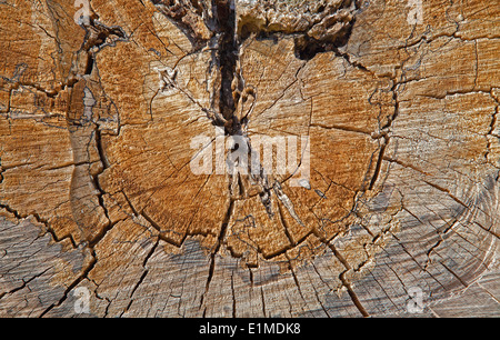 structure of an old bole Stock Photo