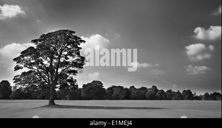 Black & white image of large oak tree with long shadow. Taken with surrounding well cut grass. Sky with white clouds. Stock Photo