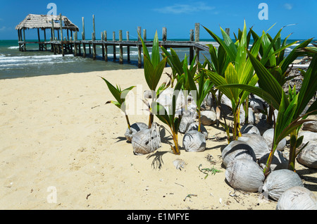 young coconut seedlings sitting on the beach by an weathered pier. Stock Photo