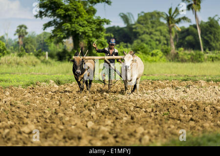 June 6, 2014 - Pantanaw, Ayeyarwady Region, Myanmar - A farmer uses oxen to plow a rice field Irrawaddy Delta (or Ayeyarwady Delta) in Myanmar. The region is Myanmar's largest rice producer, so its infrastructure of road transportation has been greatly developed during the 1990s and 2000s. Two thirds of the total arable land is under rice cultivation with a yield of about 2,000-2,500 kg per hectare. FIshing and aquaculture are also important economically. Because of the number of rivers and canals that crisscross the Delta, steamship service is widely available. (Credit Image: © Jack Kurtz/ZUM Stock Photo