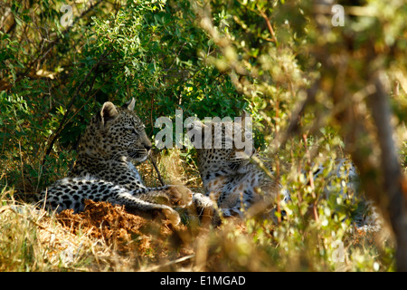 Leopards are powerful big cats able to take large prey due to their massive skulls & huge jaw muscles, agile stealthy creatures Stock Photo