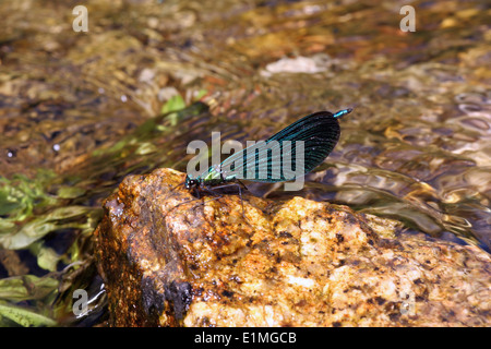 Beautiful demoiselle damselfly (Calopteryx virgo) male on station in his territory on a fast-flowing stream, UK. Stock Photo